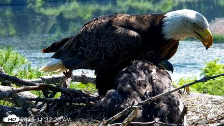 VINS Bald Eagles Nest Live Cams - Jun 4, 2026, 11:33am EDT