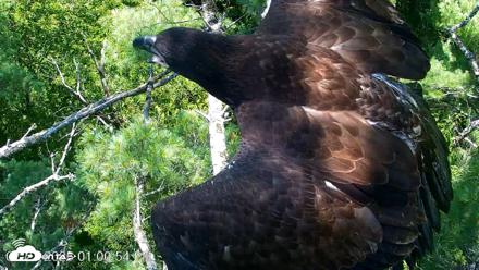 VINS Bald Eagles Nest Live Cams - Jul 27, 2026, 1:01pm EDT