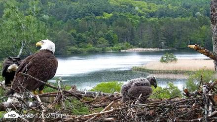 VINS Bald Eagles Nest Live Cams - May 23, 2026, 12:33pm EDT