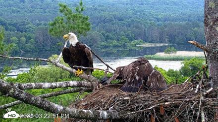 VINS Bald Eagles Nest Live Cams - Jun 30, 2026, 3:25pm EDT