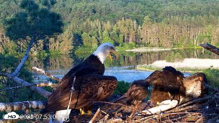 VINS Bald Eagles Nest Live Cams - Jun 13, 2026, 7:53pm EDT