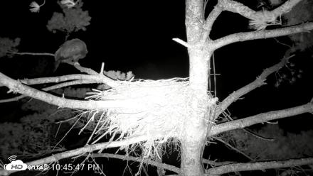 VINS Bald Eagles Nest Live Cams - Aug 22, 2026, 10:46pm EDT