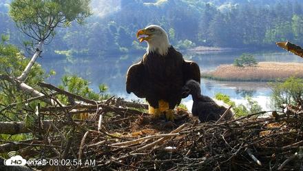 VINS Bald Eagles Nest Live Cams - May 19, 2026, 8:03am EDT
