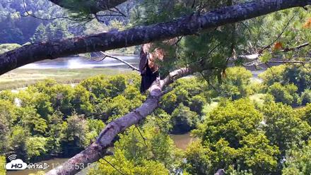 VINS Bald Eagles Nest Live Cams - Jul 25, 2026, 12:56pm EDT
