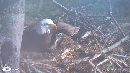 VINS Bald Eagles Nest Live Cams - Apr 25, 2026, 8:31am EDT