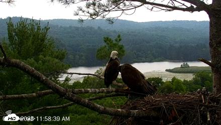 VINS Bald Eagles Nest Live Cams - Jul 16, 2026, 11:59am EDT