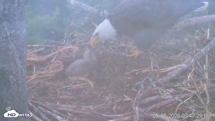 VINS Bald Eagles Nest Live Cams - May 8, 2026, 3:48pm EDT
