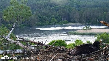 VINS Bald Eagles Nest Live Cams - Jun 13, 2026, 5:31am EDT