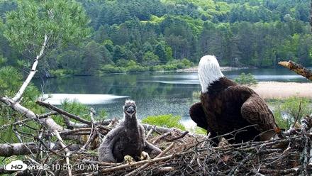 VINS Bald Eagles Nest Live Cams - May 23, 2026, 10:53am EDT