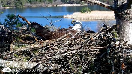 VINS Bald Eagles Nest Live Cams - Apr 21, 2026, 4:20pm EDT