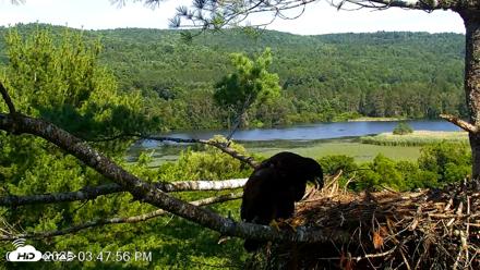 VINS Bald Eagles Nest Live Cams - Jul 13, 2026, 3:48pm EDT