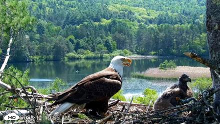 VINS Bald Eagles Nest Live Cams - May 26, 2026, 11:20am EDT