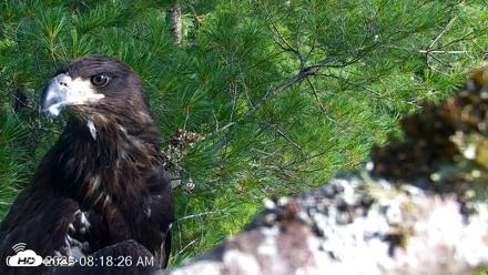 VINS Bald Eagles Nest Live Cams - Jul 26, 2026, 8:18am EDT