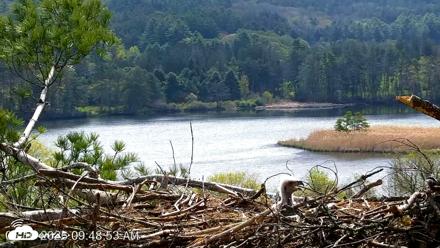 VINS Bald Eagles Nest Live Cams - May 10, 2026, 9:49am EDT