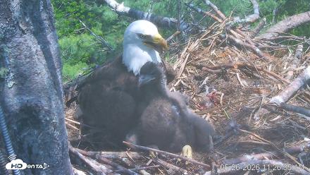 VINS Bald Eagles Nest Live Cams - May 26, 2026, 11:27am EDT
