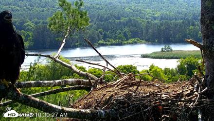 VINS Bald Eagles Nest Live Cams - Jul 3, 2026, 10:31am EDT