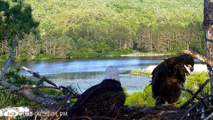 VINS Bald Eagles Nest Live Cams - Jun 17, 2026, 6:40pm EDT