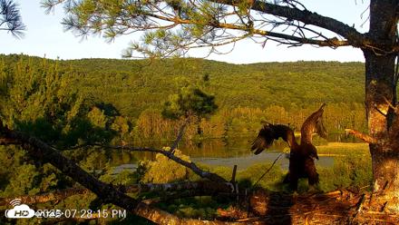 VINS Bald Eagles Nest Live Cams - Jul 20, 2026, 7:29pm EDT