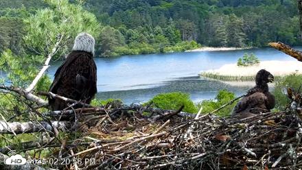 VINS Bald Eagles Nest Live Cams - May 27, 2026, 2:22pm EDT