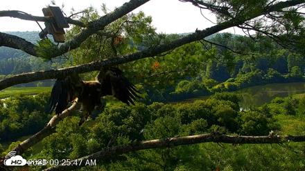 VINS Bald Eagles Nest Live Cams - Jul 26, 2026, 9:26am EDT