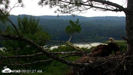 VINS Bald Eagles Nest Live Cams - Jul 6, 2026, 9:02am EDT