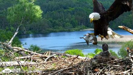 VINS Bald Eagles Nest Live Cams - May 27, 2026, 3:59pm EDT