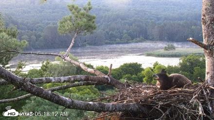 VINS Bald Eagles Nest Live Cams - Jul 25, 2026, 5:19am EDT