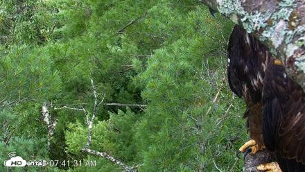 VINS Bald Eagles Nest Live Cams - Jul 29, 2026, 7:42am EDT