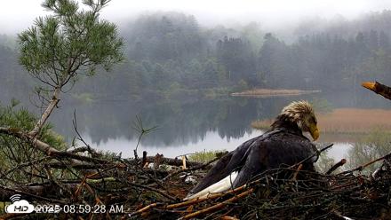 VINS Bald Eagles Nest Live Cams - May 14, 2026, 9:00am EDT