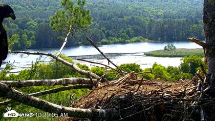 VINS Bald Eagles Nest Live Cams - Jul 3, 2026, 10:42am EDT