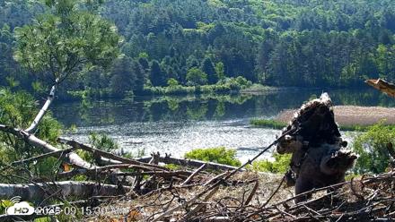 VINS Bald Eagles Nest Live Cams - Jun 3, 2026, 9:16am EDT