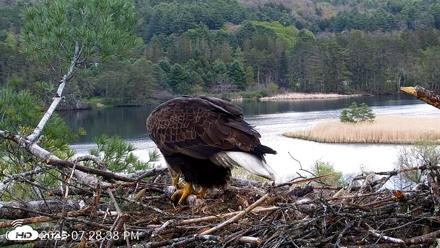 VINS Bald Eagles Nest Live Cams - May 11, 2026, 7:29pm EDT