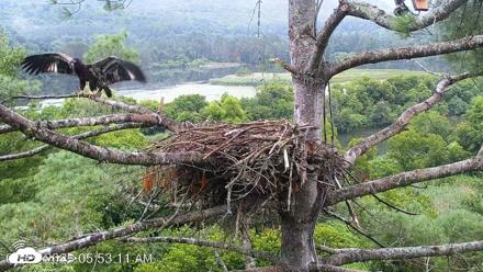 VINS Bald Eagles Nest Live Cams - Jul 29, 2026, 5:53am EDT