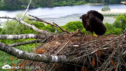 VINS Bald Eagles Nest Live Cams - Jun 20, 2026, 10:58am EDT