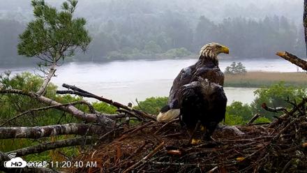 VINS Bald Eagles Nest Live Cams - Jun 18, 2026, 11:21am EDT