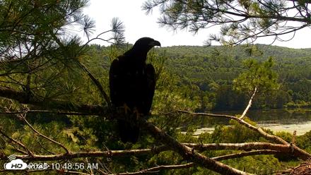 VINS Bald Eagles Nest Live Cams - Jul 24, 2026, 10:49am EDT