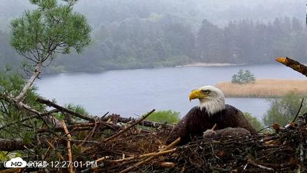 VINS Bald Eagles Nest Live Cams - May 20, 2026, 12:27pm EDT