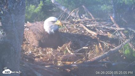 VINS Bald Eagles Nest Live Cams - Apr 26, 2026, 5:25pm EDT