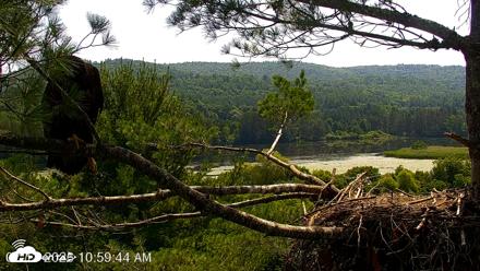 VINS Bald Eagles Nest Live Cams - Jul 13, 2026, 11:01am EDT