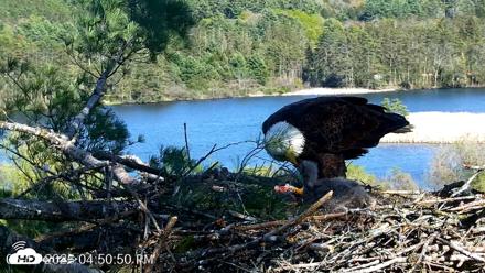 VINS Bald Eagles Nest Live Cams - May 12, 2026, 4:51pm EDT