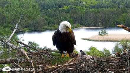 VINS Bald Eagles Nest Live Cams - May 21, 2026, 4:25pm EDT