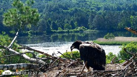 VINS Bald Eagles Nest Live Cams - Jun 16, 2026, 8:43am EDT