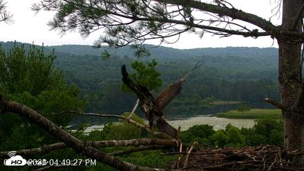 VINS Bald Eagles Nest Live Cams - Jul 21, 2026, 4:50pm EDT