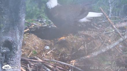 VINS Bald Eagles Nest Live Cams - Apr 24, 2026, 10:36am EDT