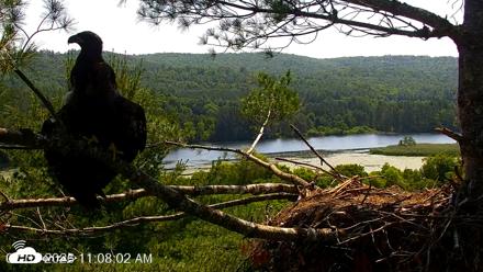 VINS Bald Eagles Nest Live Cams - Jul 3, 2026, 11:08am EDT