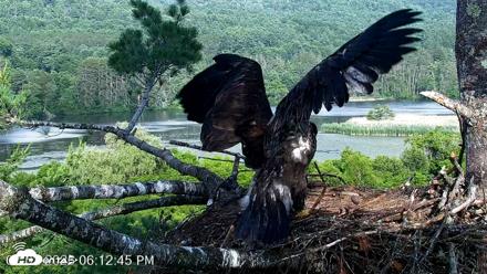 VINS Bald Eagles Nest Live Cams - Jul 2, 2026, 6:13pm EDT
