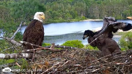 VINS Bald Eagles Nest Live Cams - Jun 2, 2026, 6:32pm EDT