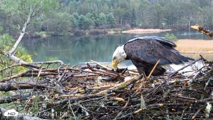 VINS Bald Eagles Nest Live Cams - Apr 30, 2026, 7:50pm EDT
