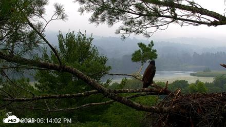 VINS Bald Eagles Nest Live Cams - Jul 18, 2026, 6:15pm EDT