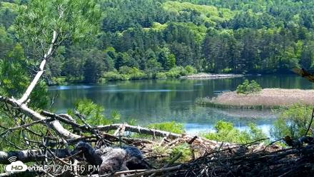 VINS Bald Eagles Nest Live Cams - May 22, 2026, 12:05pm EDT
